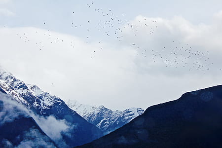 flock of birds flying thumbnail