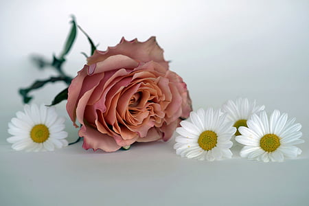 selective focus photography of pink rose thumbnail