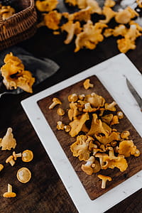 Picking mushrooms chantarelle in the woods thumbnail