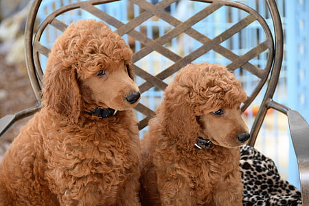 two brown Poodles thumbnail