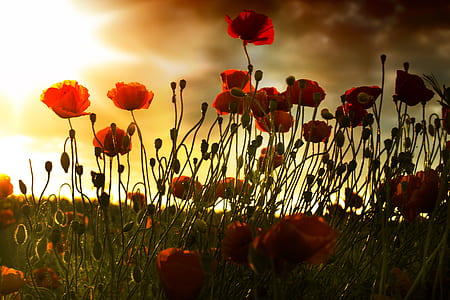 close-up photo of red petaled flowers thumbnail