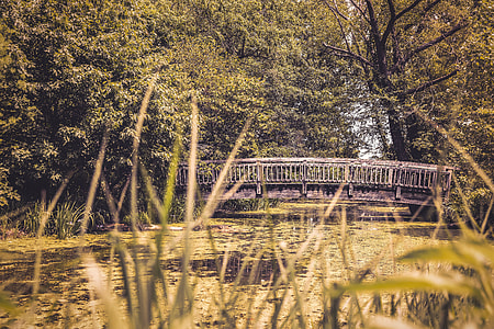 person taking photo of gray dock with green leafed tree in tilt shift photography thumbnail