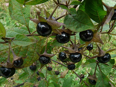 round black fruit thumbnail