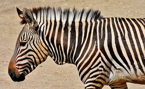 closeup photo of zebra at daytime thumbnail