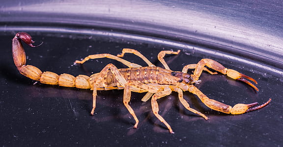 brown scorpion on container thumbnail
