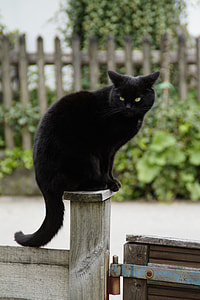 bombay cat on brown wooden post during daytime thumbnail