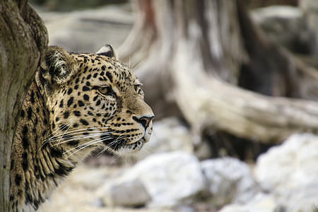 tiger portrait photo thumbnail