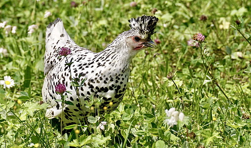 white and black chicken on green grass field thumbnail