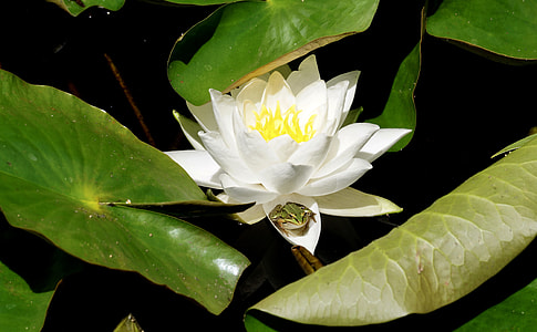 white water lily flower with green leaves thumbnail