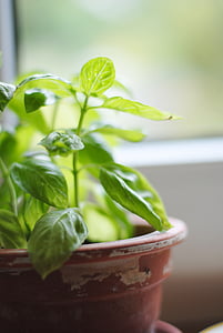 selective focus photography of potted green leafed plant near window thumbnail