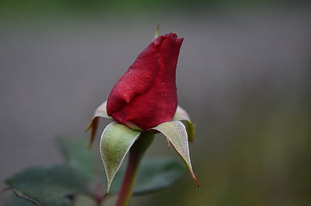 red petaled flower thumbnail