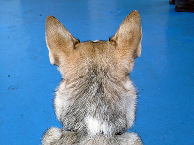 adult German shepherd thumbnail