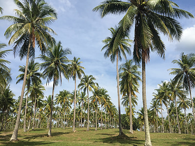 Coconut Garden, The Longest Streak thumbnail