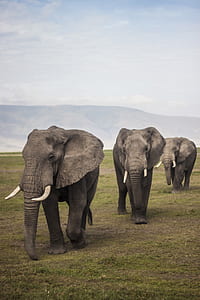 three gray elephants walking on green grass field during daytime thumbnail
