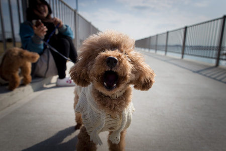 selective focus photography of tan dog walking on bridge thumbnail