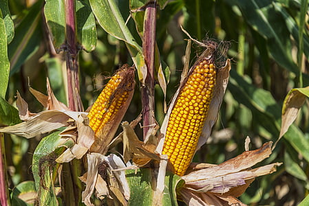 sweetcorn plant thumbnail