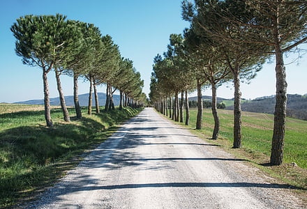 dirt road along trees thumbnail