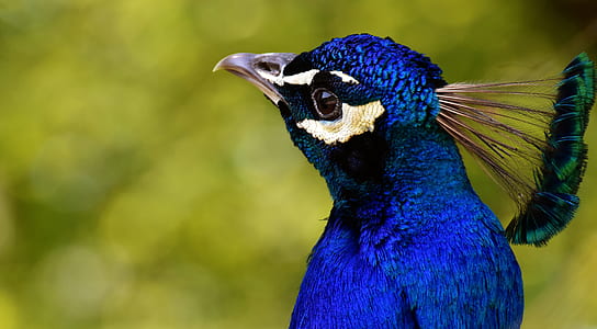 shallow focus photography of purple peacock thumbnail