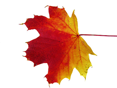 red and brown maple leaf with white background thumbnail