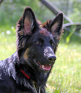 German Shepherd Dog, Long-Haired thumbnail