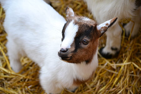 selective focus photography of brown and white kid goat thumbnail