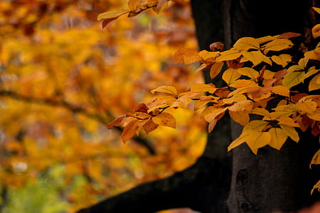 selective-focus photography of brown leafed tree thumbnail