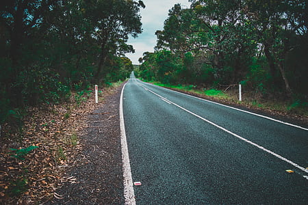 asphalt road in between trees thumbnail