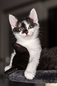 black and white kitten on gray surface closeup photo thumbnail