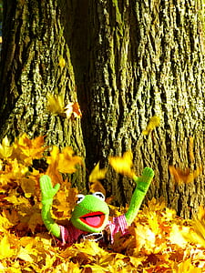 Kermit the frog in falling maple leaves thumbnail