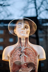 human anatomy mannequin thumbnail