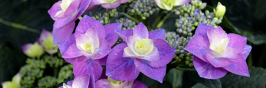 close-up photography of purple hydrangeas in bloom thumbnail
