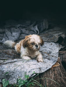 tricolor shih tzu puppy thumbnail
