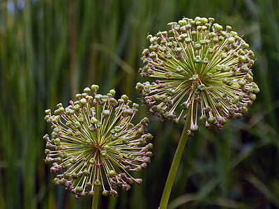 Allium flowers faded after the growing season. thumbnail