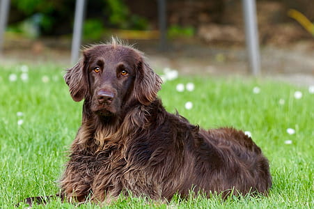 brown dog lying on green grass during daytime thumbnail
