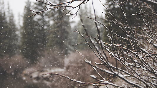 snow falling on tree branches thumbnail
