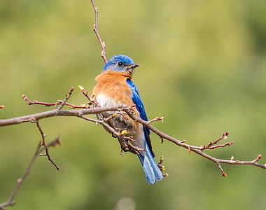 photo of white, brown, and blue short-beak bird perching on tree twig thumbnail