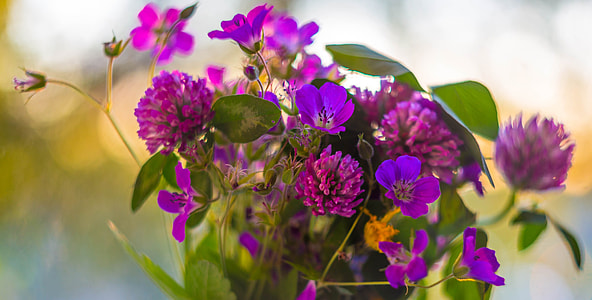 purple flowers thumbnail