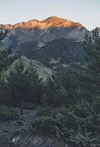 green trees and mountain thumbnail