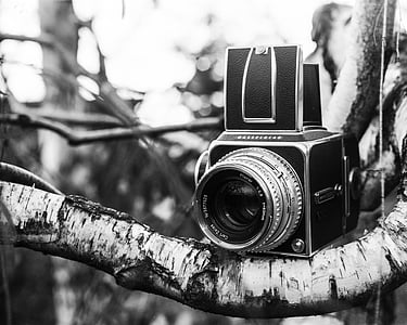 grayscale photo of folding camera on brown trunk thumbnail