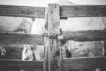 Black And White Locked Fence Close Up thumbnail