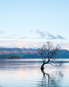 silhouette of bare green in body of water near brown and white snowed mountain at daytime thumbnail
