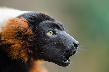close-up photo of animal howling thumbnail