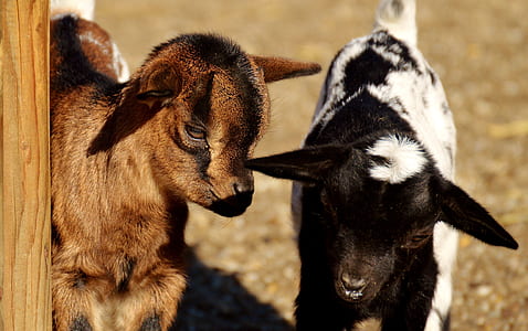 brown and black-and-white kids during daytime thumbnail