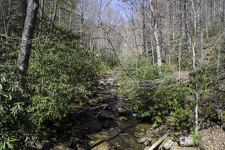 River through the forest at Anna Ruby Falls in Chattahoochee-Oconee national Forest, Georgia thumbnail