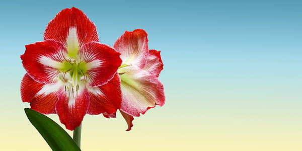 Stargazer flower thumbnail