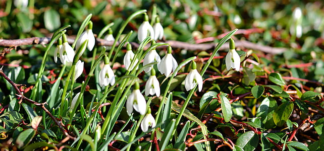 close-up photo of white snowdrop flowers thumbnail