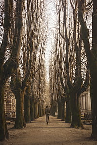 person walking across bare trees thumbnail