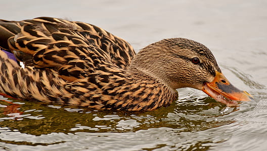 brown duck on body of water thumbnail