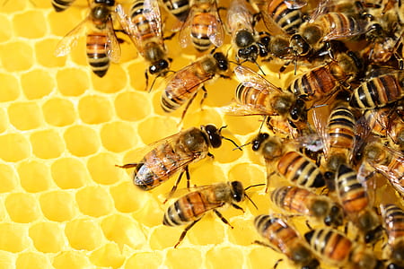 colonies of bees thumbnail