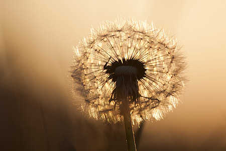 red-seeded dandelion flower close up photo thumbnail